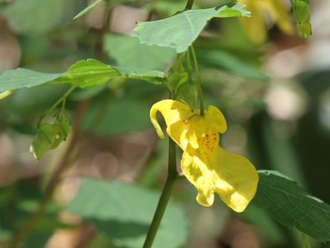 Impatiens noli-tangere