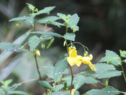 Impatiens noli-tangere