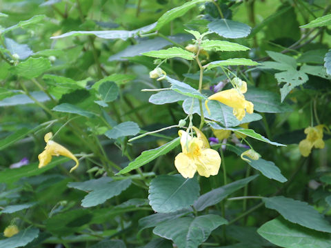 Impatiens noli-tangere