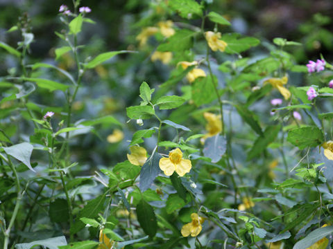 Impatiens noli-tangere