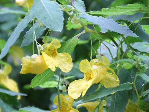 Impatiens noli-tangere