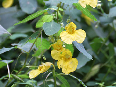 Impatiens noli-tangere