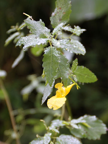 Impatiens noli-tangere