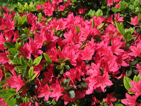 Rhododendron obtusum var. obtusum