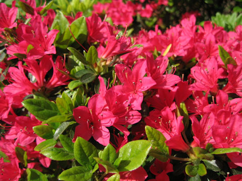 Rhododendron obtusum var. obtusum