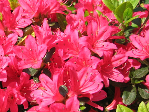 Rhododendron obtusum var. obtusum