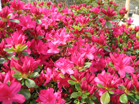 Rhododendron obtusum var. obtusum