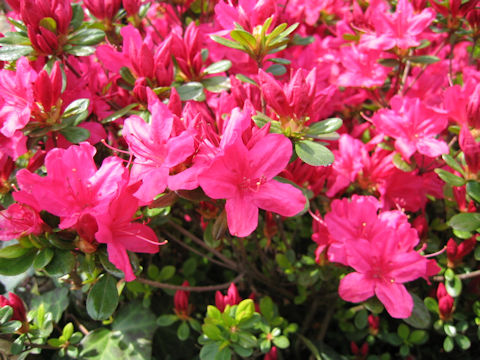 Rhododendron obtusum var. obtusum