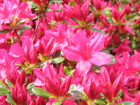 Rhododendron obtusum var. obtusum