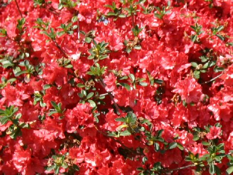 Rhododendron obtusum var. obtusum