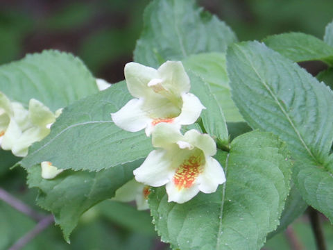 Weigela maximowiczii