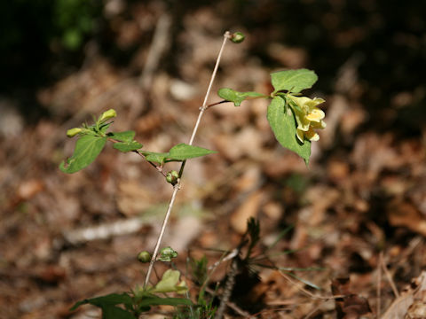 Weigela maximowiczii