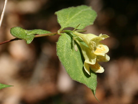 Weigela maximowiczii