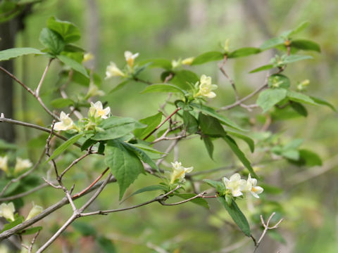 Weigela maximowiczii