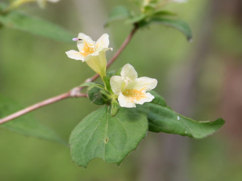 Weigela maximowiczii