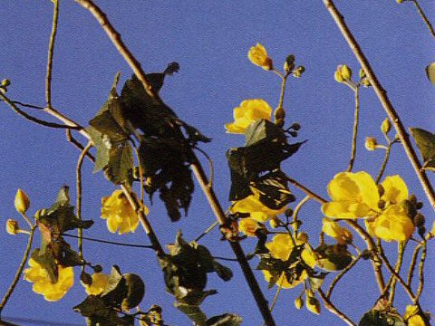 Cochlospermum vitifolium