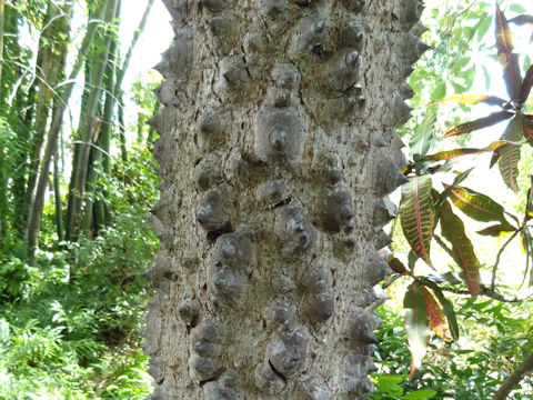 Bombax ceiba