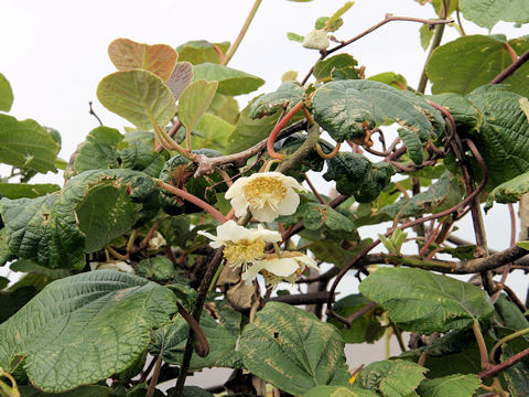 Actinidia chinensis