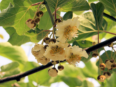 Actinidia chinensis