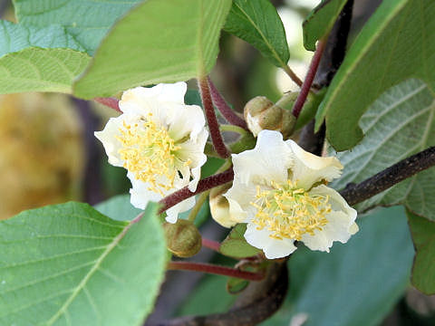 Actinidia chinensis