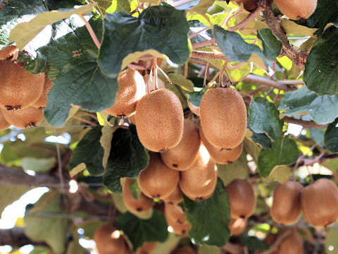 Actinidia chinensis