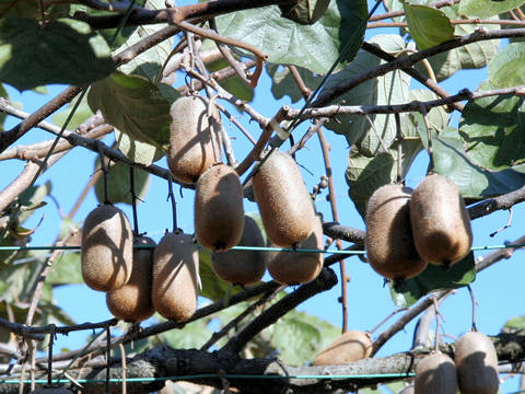 Actinidia chinensis