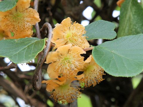 Actinidia chinensis