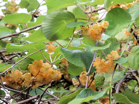 Actinidia chinensis