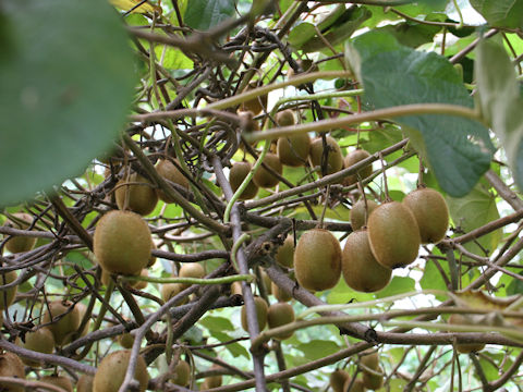 Actinidia chinensis