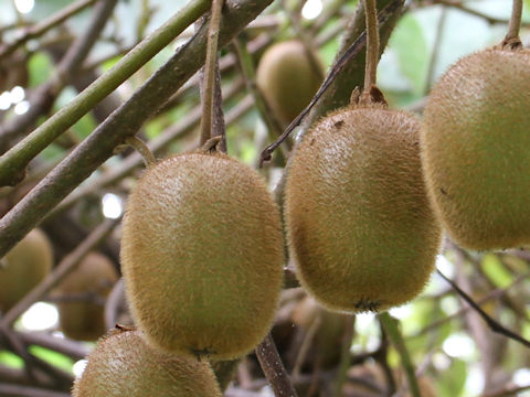 Actinidia chinensis