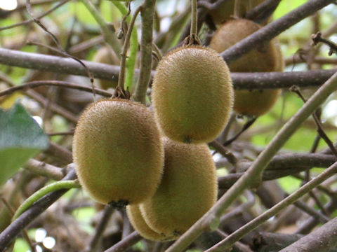 Actinidia chinensis