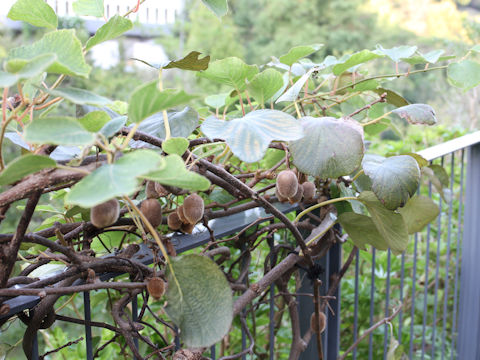 Actinidia chinensis