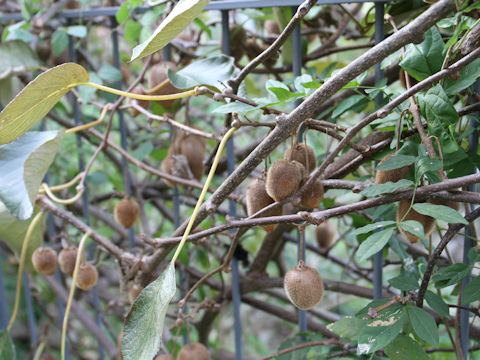 Actinidia chinensis