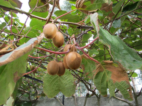 Actinidia chinensis