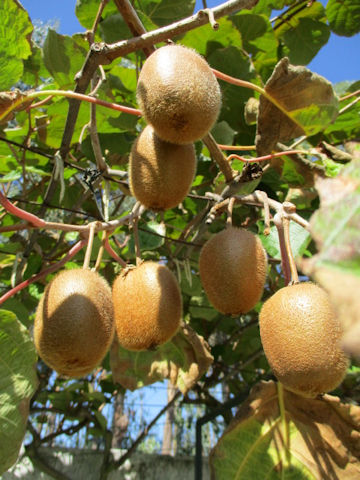 Actinidia chinensis