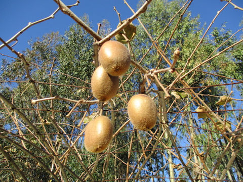 Actinidia chinensis