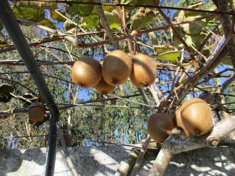 Actinidia chinensis