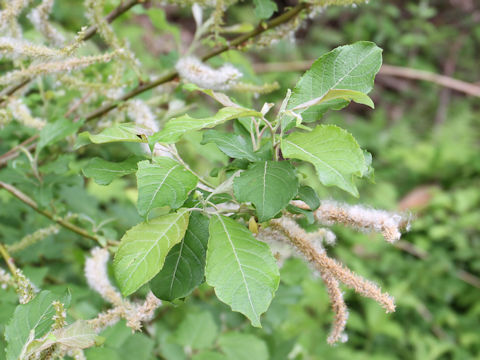 Salix vulpina