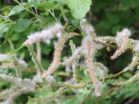 Salix vulpina