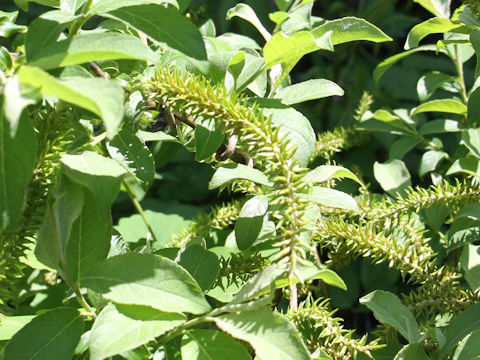 Salix vulpina