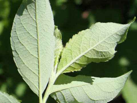 Salix vulpina