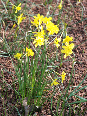 Narcissus jonquilla