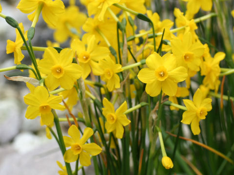 Narcissus jonquilla