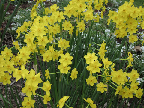 Narcissus jonquilla