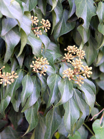 Hedera rhombea