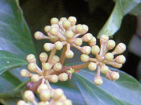 Hedera rhombea