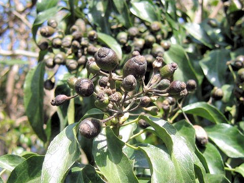 Hedera rhombea