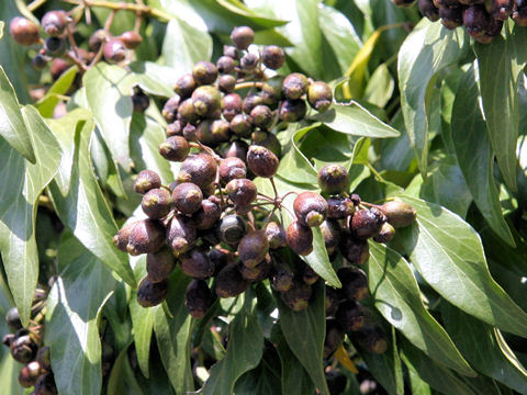 Hedera rhombea