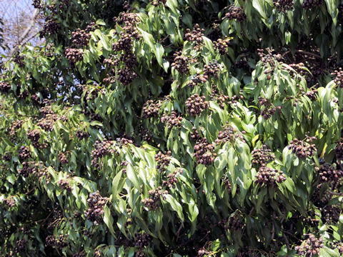 Hedera rhombea