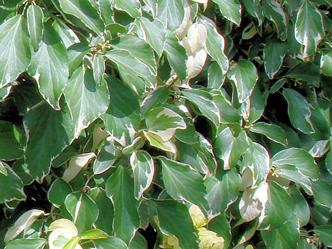 Hedera rhombea cv. Crème de menthe